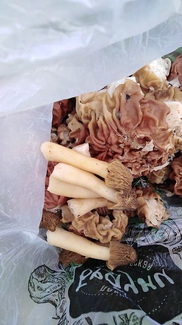 ✔Охота🔪 за строчками и сморчками🍄 Часть 2✔
