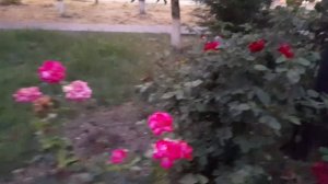 Вечерняя прогулка и болталка. 02.07.2026