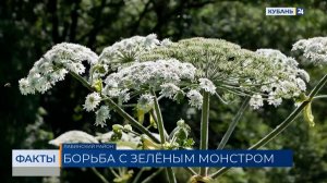 Массовая ликвидация борщевика Сосновского началась на Кубани