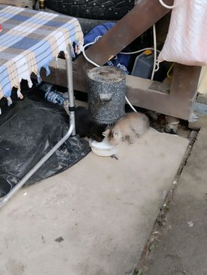 котики котики котики котики