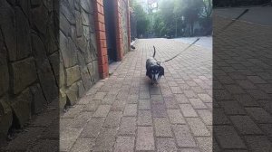 наш Пёся