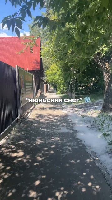 Тополиный пух на Английском и почему он каждое лето «июньский снег»