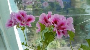 На обед курочка, салатик! Отправила дочку в гости!