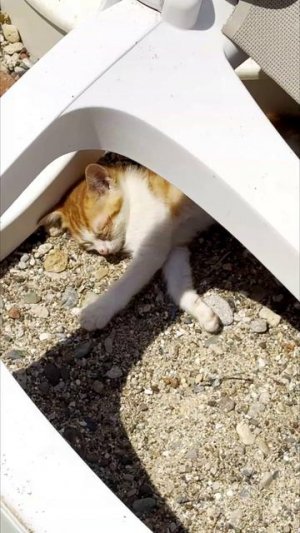 Котята на пляже Антальи