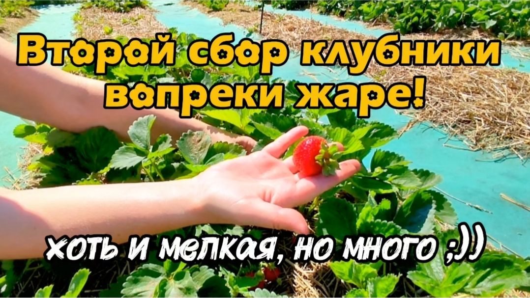 Второй сбор клубники вопреки жаре! Хоть и мелкая, но много ;))
