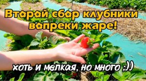 Второй сбор клубники вопреки жаре! Хоть и мелкая, но много ;))
