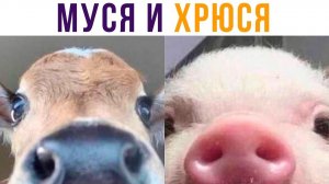 Муся и Хрюся)) Приколы