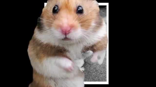 1000003948.mp4 смотреть онлайн