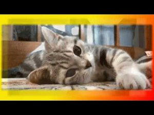 Смешное прикольное видео  Создай себе хорошее настроение