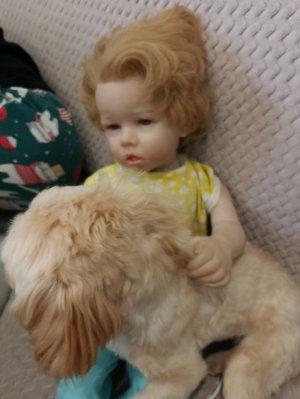 куклы