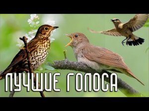 Лучшие голоса птиц (Птицы России) / Мини-определитель голосов птиц #ГолосаПтиц