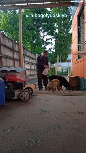 Кормлю собак вот иногда