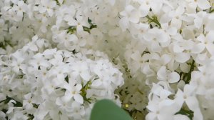 весна, цветущие деревья, нежная музыка, видео для релакса