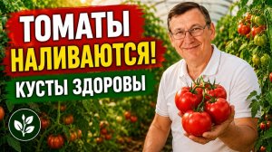 Чем подкормить томаты в июле  чтобы плоды наливались а кусты не болели.
