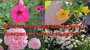 Влог 28 июня 2026 год! Лук севок в стрелку ушёл! Смородина,груши растут! Томаты начали завязывать!