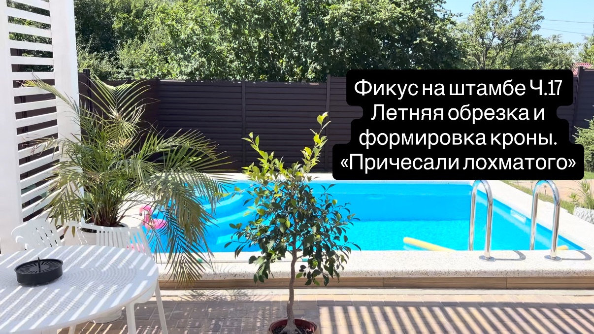 Фикус на штамбе