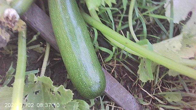 Обзор нашего первого кабачкового растения сорта "Чёрный Красавец"