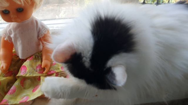 02-07-2026 КОТ КУЗЯ