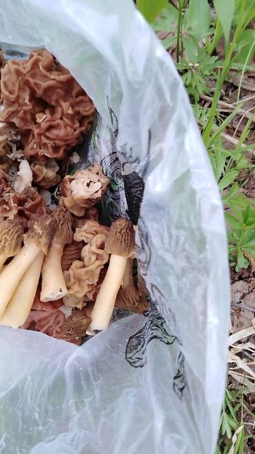 ✔Охота🔪 за строчками и сморчками🍄✔