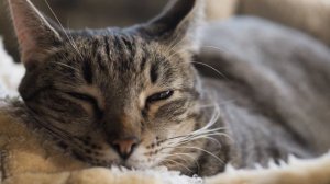 Кошки священны в Исламе и вот ПОЧЕМУ
