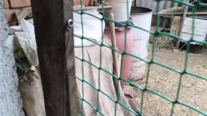 Заготавливаем чай .Упаковываем сыр.Кролик дебошир.