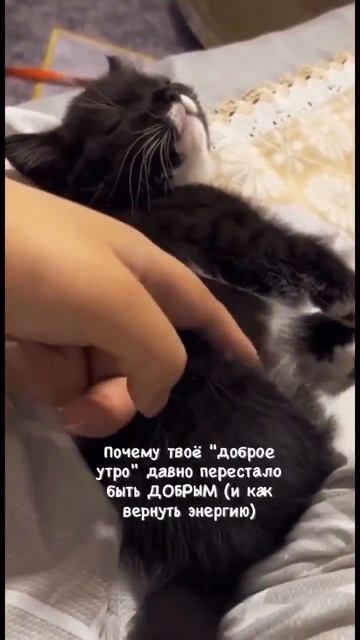 котик смотреть онлайн