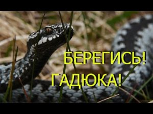Снова про укус гадюки. Что делать если укусила?