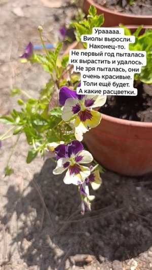 Моя новая любовь. Наконец-то я их вырастила. 02-07-2026