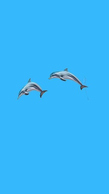 ДЕЛЬФИНЫЫЫ 🐬🐬🐬
