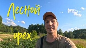 Лесной орех.