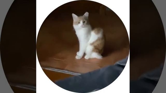 хаха смотреть онлайн