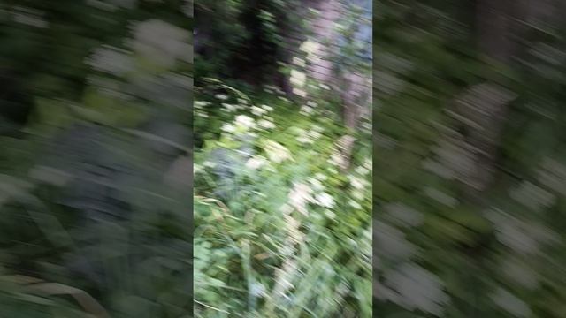 заброшенный дачный район