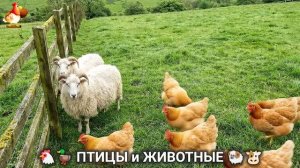 Сельские мотивы 🐏🐓🐇 Видео для души и радости 🌞 (27)