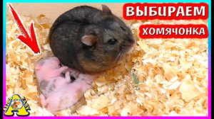 Хомячата Ореши меня удивили / На кого похожи хомячата / хомки кэмпбелла выросли / Alisa Easy Pets