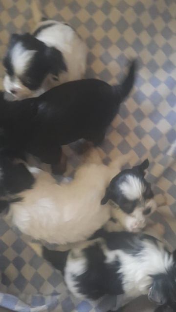 щенки