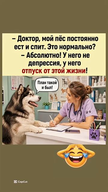 Когда у собаки всё по плану юмор