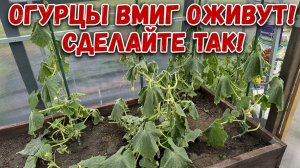Больше никаких вялых огурцов и жёлтых листьев! Урожай ведрами — проверенный метод, работает на 100 %