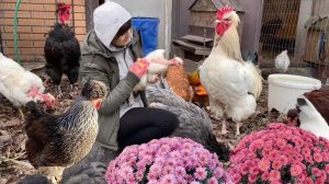 Петух Нападает? Как Исправить Агрессию Всего за 3 Дня! Зачем Он Нужен