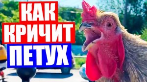 Как кричит петух. Пение петухов.  Кукареканье петухов. Петух видео