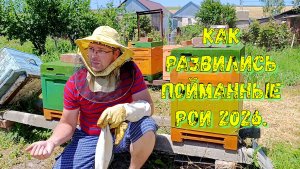 Проверяю пойманные рои 2026