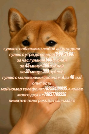 стрим с собакой