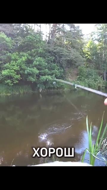 Приманки на Окуня в Жару