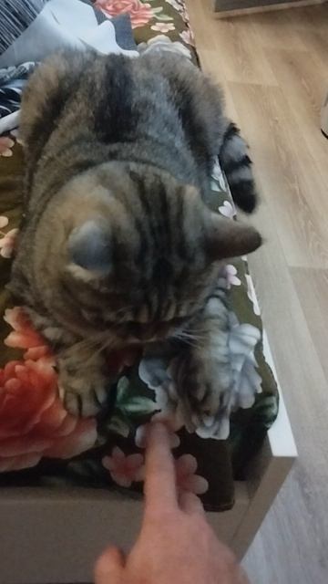 "КОШКИН ДВИЖ" Милкин кусь))