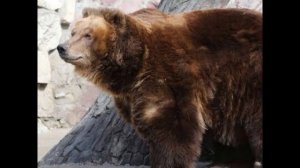 Мишек в Московском зоопарке угостили мороженым с овощами, фруктами, клубничным вареньем и с рыбой