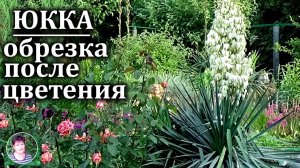 Обрезка юкки после цветения: как правильно обрезать и какие отростки оставить