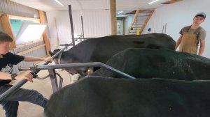 #426 We’re Shocked How Fast the Cows Adapted! 29.06.2026