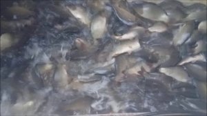 Зарыбление Верхнего водоёма карпом 1500 кг. Клёвое место Лосиный остров.
