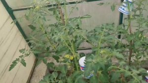 02 . 07 . 2026 Мои огородно- садовые дела. Высадила ежевику Натчез.