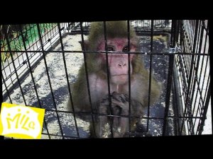 ДИКАЯ ОБЕЗЬЯНА на Выставке Напала на Ребенка