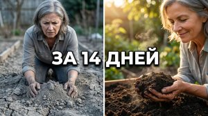 Чёрное золото для огорода - как приготовить быстрый компост